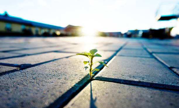istock Small plant growing on brick floor 1004949318