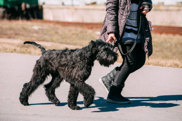 屋外に実行黒ジャイアントシュナウザーまたは riesenschnauzer 犬 - シュナウザー ストックフォトと画像