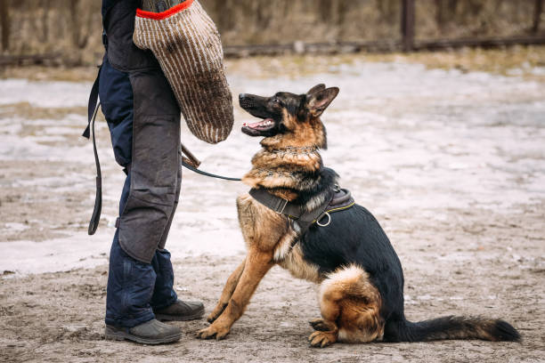 istock German Shepherd Dog Training. Alsatian Wolf Dog. Deutscher, Dog. 1004952286