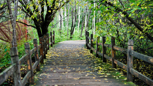 istock Wooden bridge in the forest 1004952734