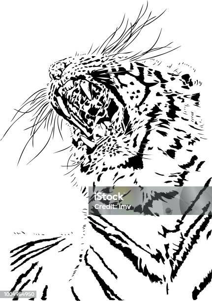 Tiger Yawn In Black Lines Stock Illustration - Download Image Now - Sketch, Tiger, Beauty In Nature
