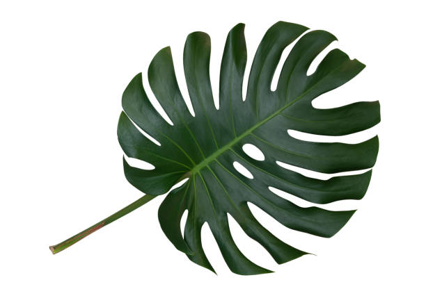 istock Monstera plant leaf, the tropical evergreen vine isolated on white background, clipping path included 1004955168