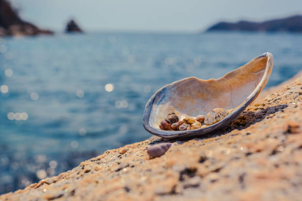 istock A shell on the background of the sea. 1004955428