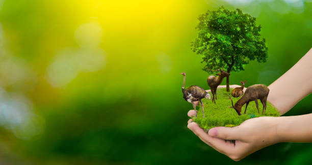 istock Wildlife conservation deer, ostrich, global warming, loneliness, ecology, human hands, can protect wildlife, trees in the hand, light yellow, sunlight. 1004957532
