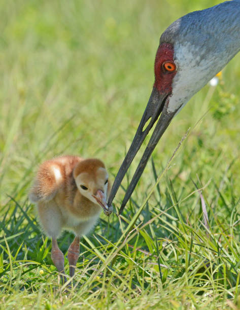 istock Sandhill crane family 1004957658
