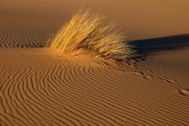istock Desert landscape with grass - South Africa 1004958164