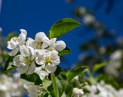 Blooming apple tree branch with large white flowers-- Beautiful natural background with apple tree flowers