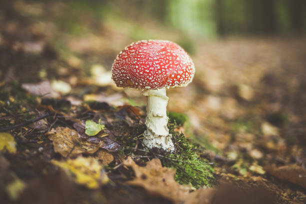 istock watching mushrooms and plants. afternoon walk through the forest. 1004973488