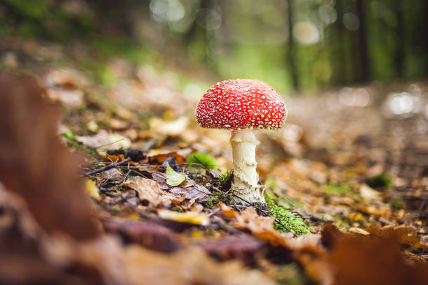 istock watching mushrooms and plants. afternoon walk through the forest. 1004973504