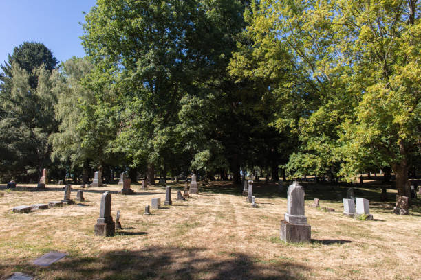 istock Lone Fir Cemetery 1004975610