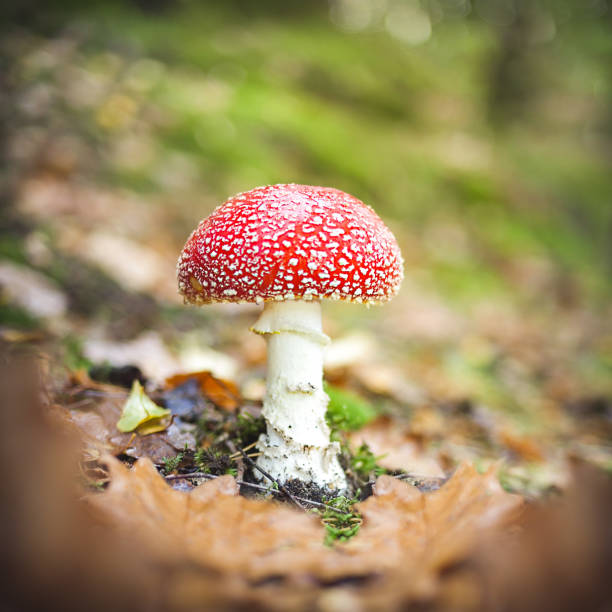 istock watching mushrooms and plants. afternoon walk through the forest. 1004975758
