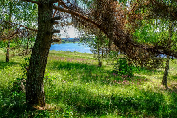 istock tree trunk silhouettes on the shore of the river 1004975930
