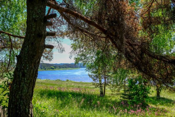 istock tree trunk silhouettes on the shore of the river 1004975958