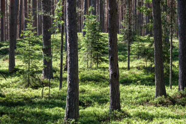 istock tree trunk silhouettes in the green forest 1004975986