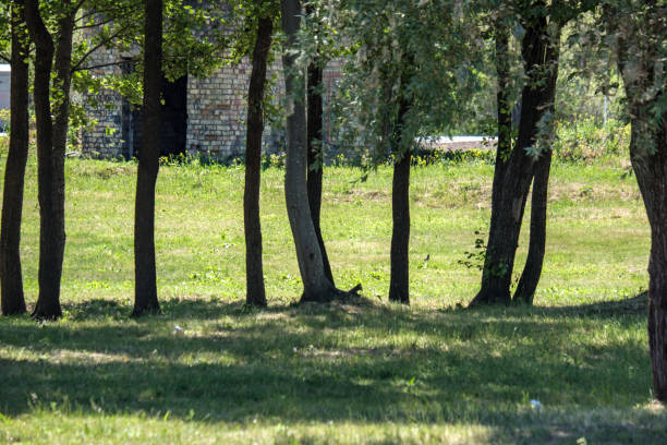 istock tree trunk silhouettes in the green forest 1004976038