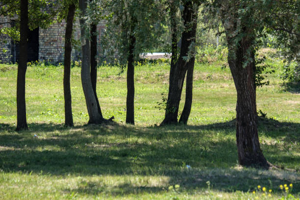 istock tree trunk silhouettes in the green forest 1004976052