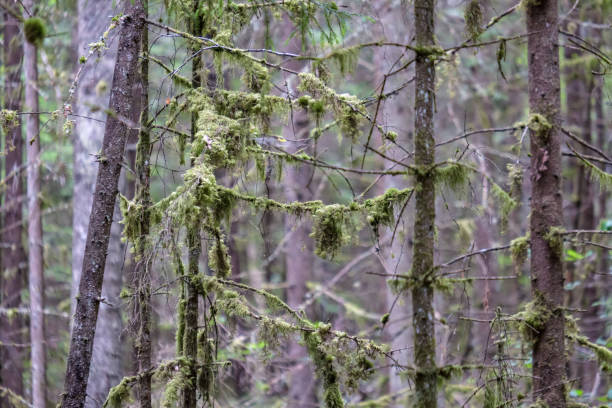 istock tree trunk silhouettes in the green forest 1004976064