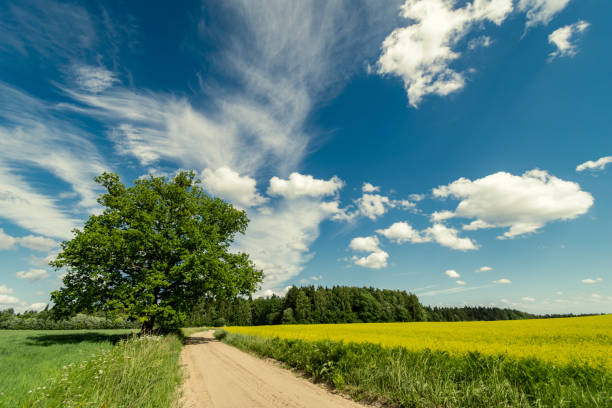 istock simple country road in summer 1004976098
