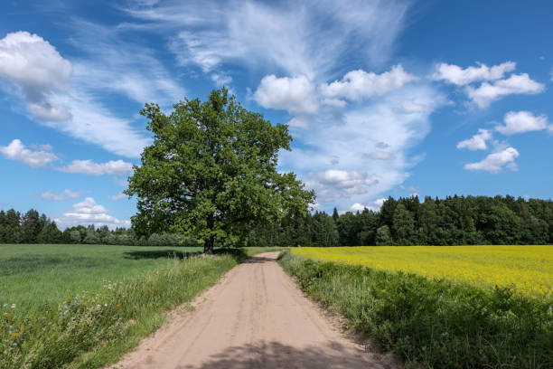 istock simple country road in summer 1004976110