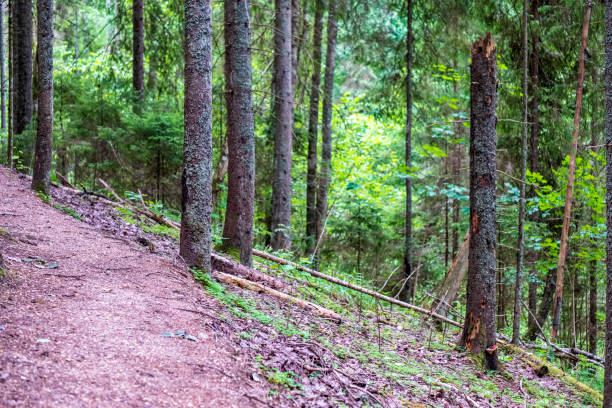 istock tree trunk silhouettes in the green forest 1004976688