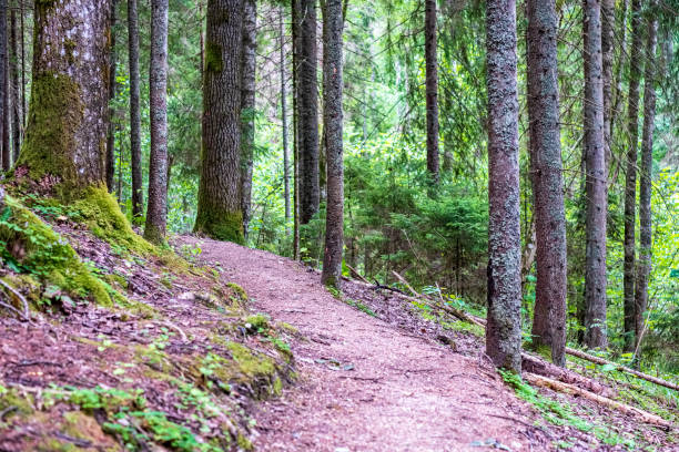 istock tree trunk silhouettes in the green forest 1004977876
