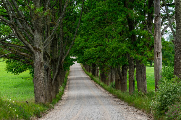 istock simple country road in summer 1004981298
