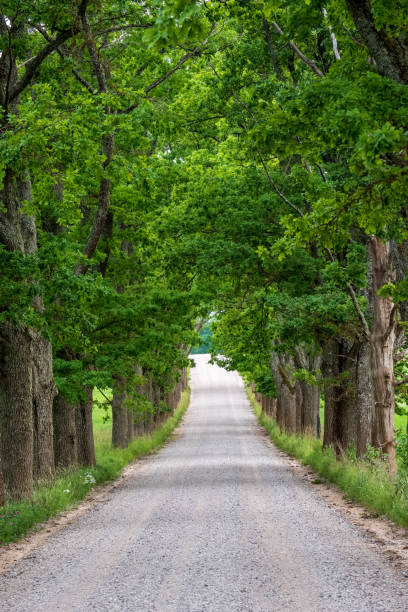 istock simple country road in summer 1004981314