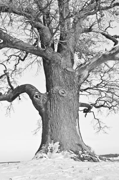istock monochrome - single old oak stem in snow 1004981662