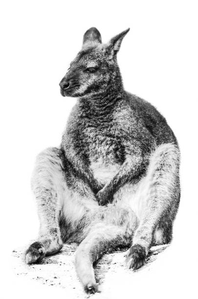 canguro en su tope y relajarse - kangaroo animal humor fun fotografías e imágenes de stock