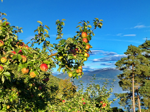 Branch with ripe apples in western Norway against the background of mountains and fjord.