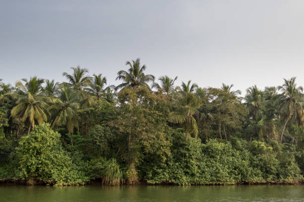 istock Coconut palms growing by a riverside in Kerala, Southern India 1004984404