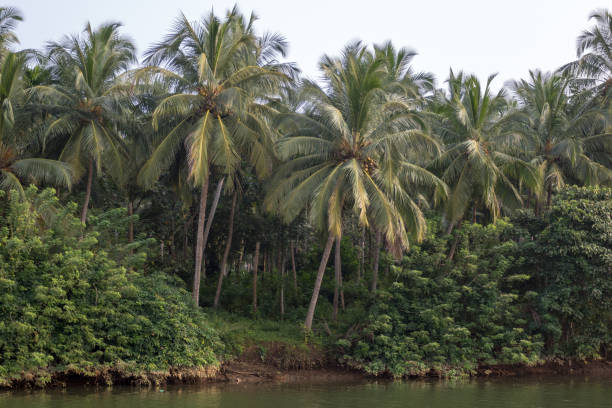 istock Coconut palms growing by a riverside in Kerala, Southern India 1004984546