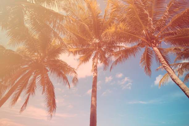 istock Silhouette coconut palm trees on beach at sunset. Vintage tone. 1004993718