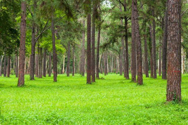 Pine trees, tall green trunks,Beautiful Pine trees and green grass for nature background