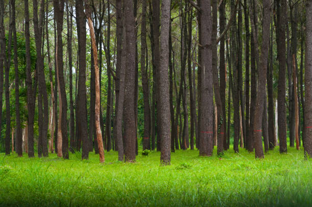 istock Pine trees, tall green trunks,Beautiful Pine trees and green grass 1004994042