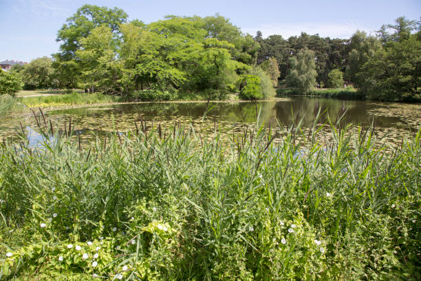 istock Lake at Botanical Garden, Copenhagen 1004998412