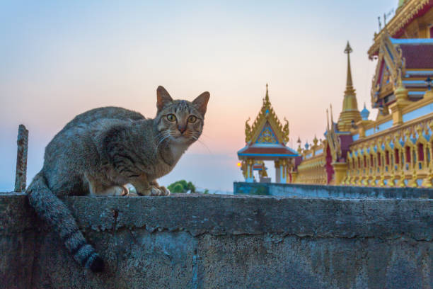 a cat sitting on the wall on the high mountain in Kiriwong temple
