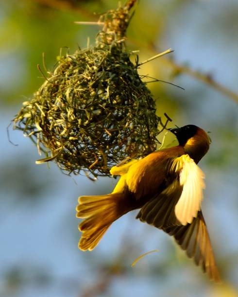 istock Birds of Southern Africa 1005008670