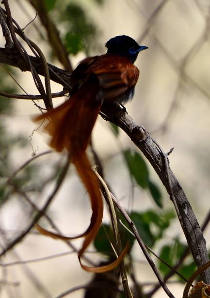 istock Birds of Southern Africa 1005011506
