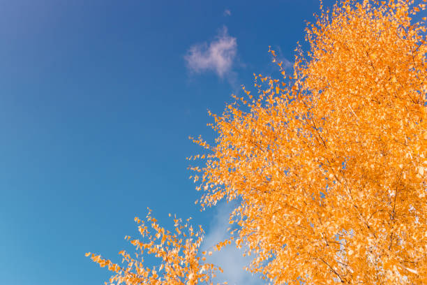 Colorful autumn leaves on a blue sky