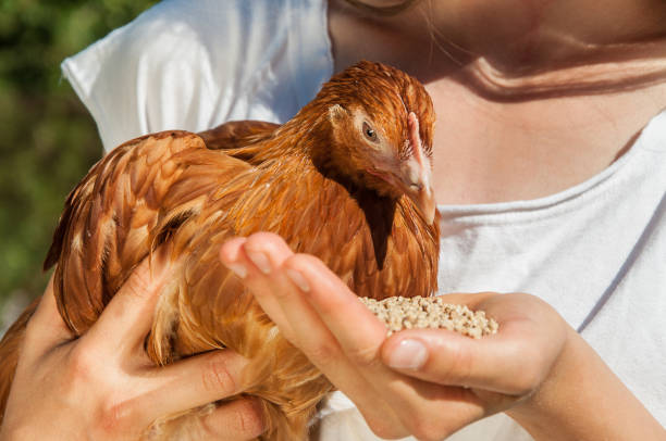 A woman is feeding a chicken Cute girl enjoying feeding chicken in farm at sunny day feeding chickens stock pictures, royalty-free photos & images