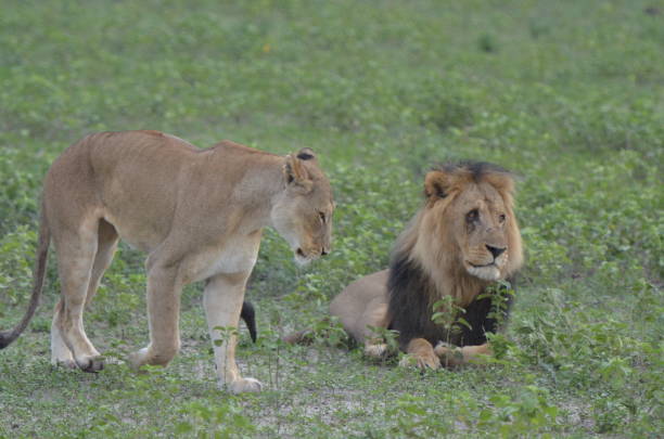 istock Lions of Chobe Botswana 1005023870