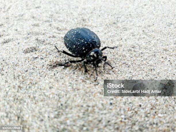 Beach Mini Insects Little Black Bug On A Sand Beach Stock Photo - Download Image Now ...