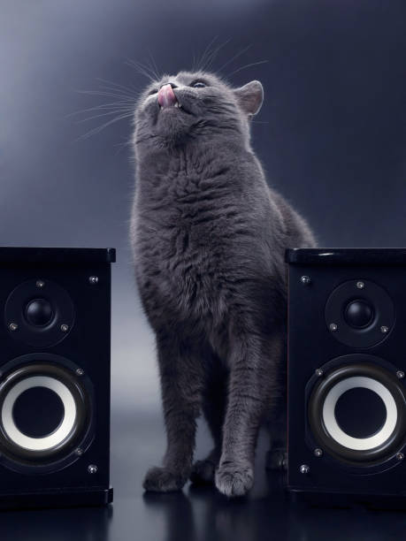 istock gray cat with open mouth singing with two stereo audio speakers 1005026558