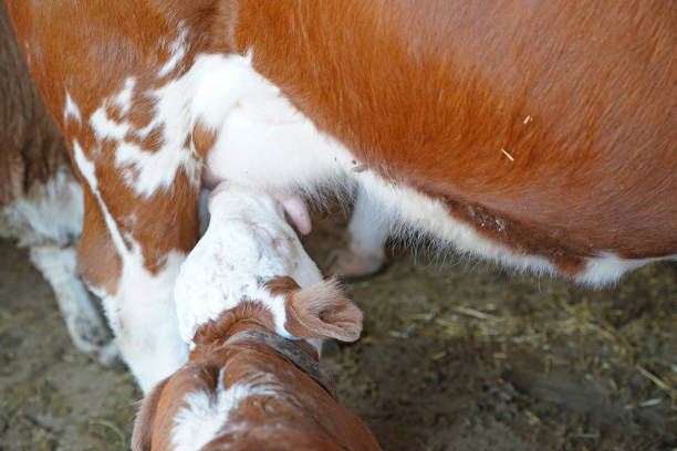 Brown cow and calf suckling in a barn