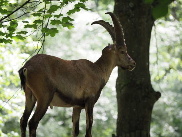 istock mittelalter Steinbock - three year old Capricorn 1005035294
