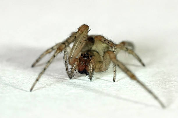 istock Domestic house spider (Tegenaria domestica) 1005039594