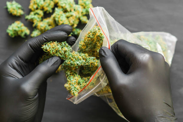 istock Large Package fresh buds of cannabis many weed. Copy spase 1005039694
