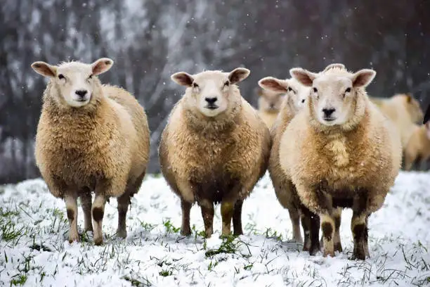 Photo of Sheep in snow