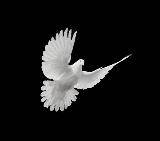 paloma blanca sobre fondo negro - paloma blanca fotografías e imágenes de stock
